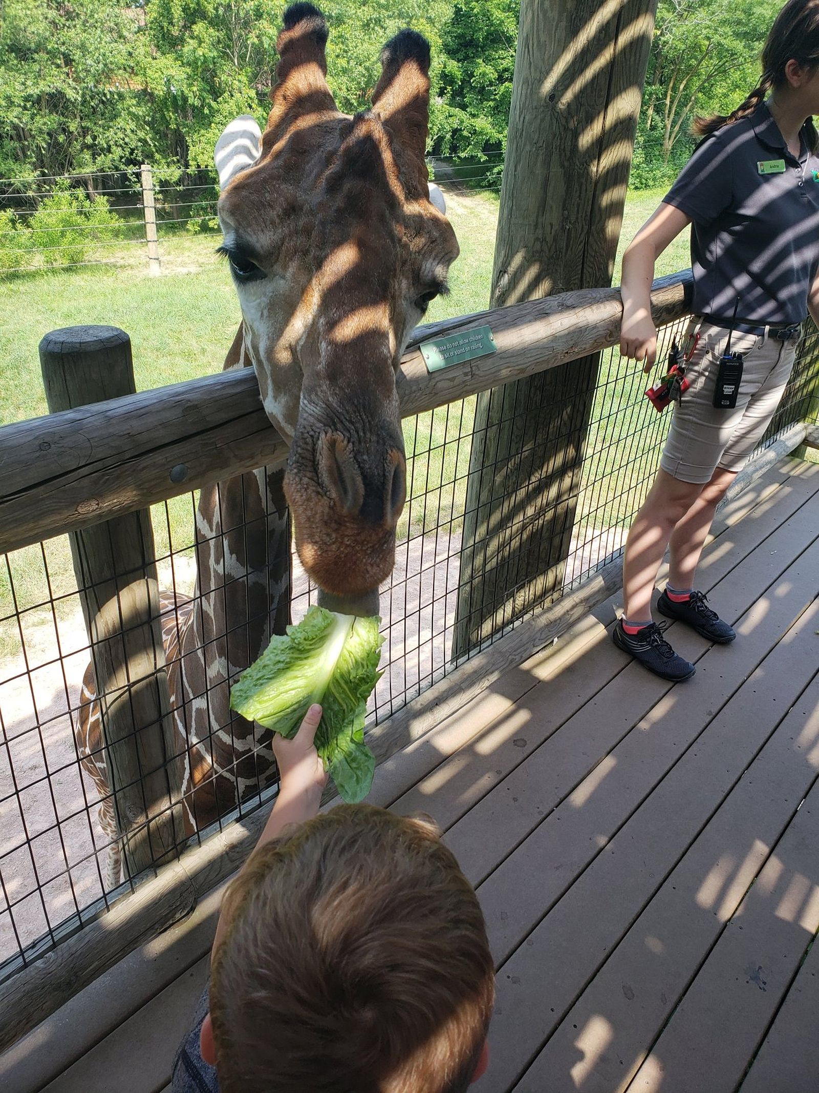 A close up photo of a giraffe being fed