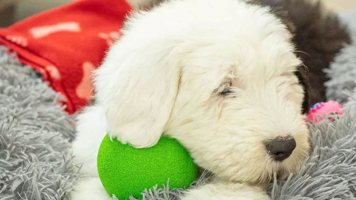 A puppy resting on a dog bed - Dog-Friendly Hotels in Sligo