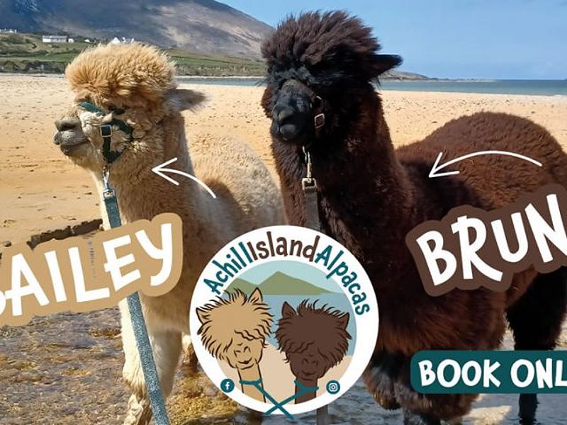 Achill Island Alpacas