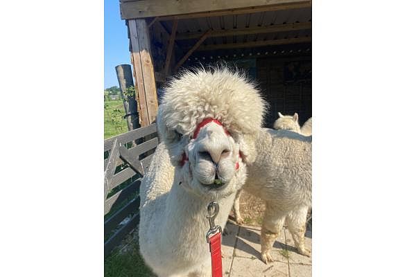 Alpacas at Kia Ora Mini Farm