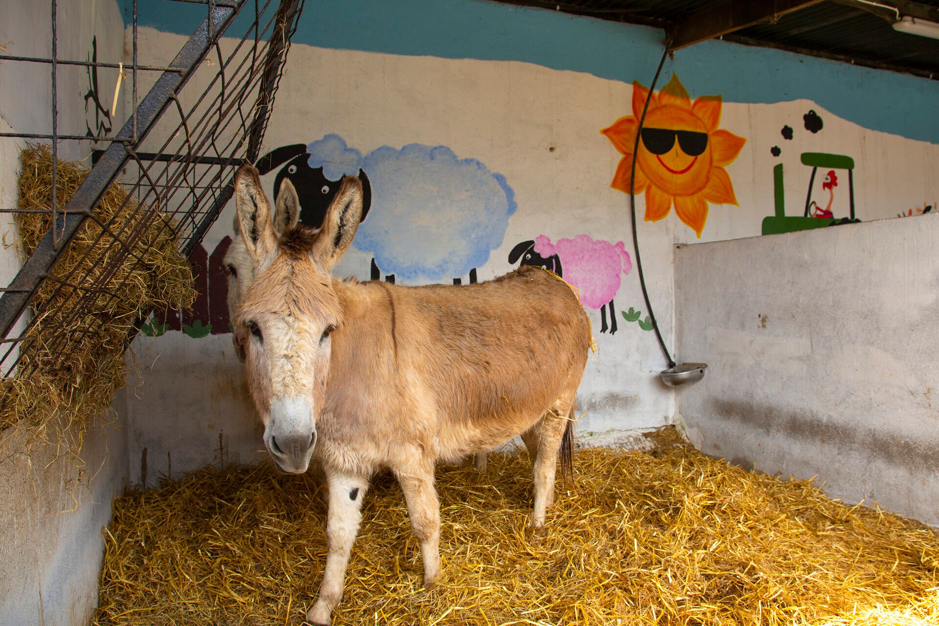 Children interacting with animals at Marlhill Open Farm