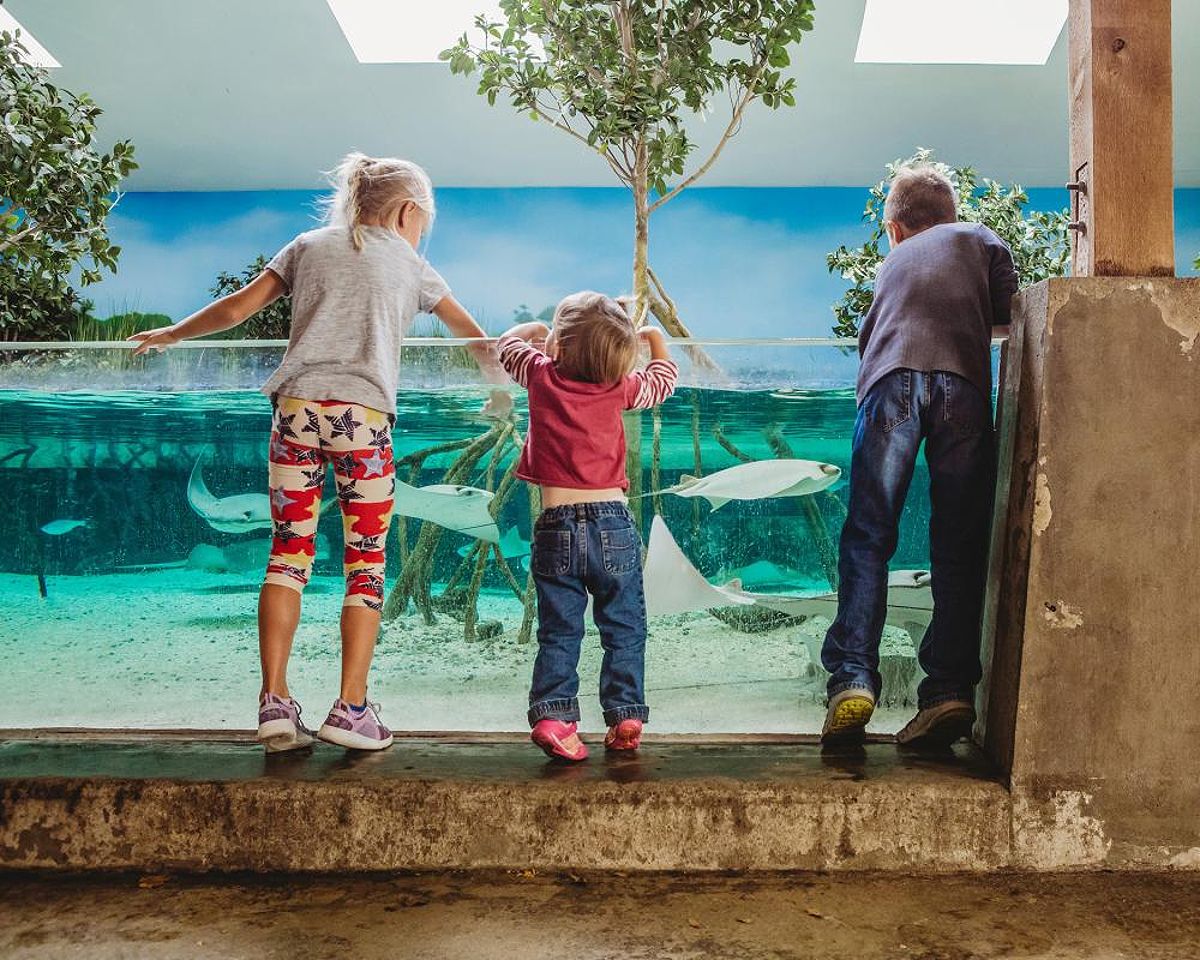 Children petting stingrays at the zoo