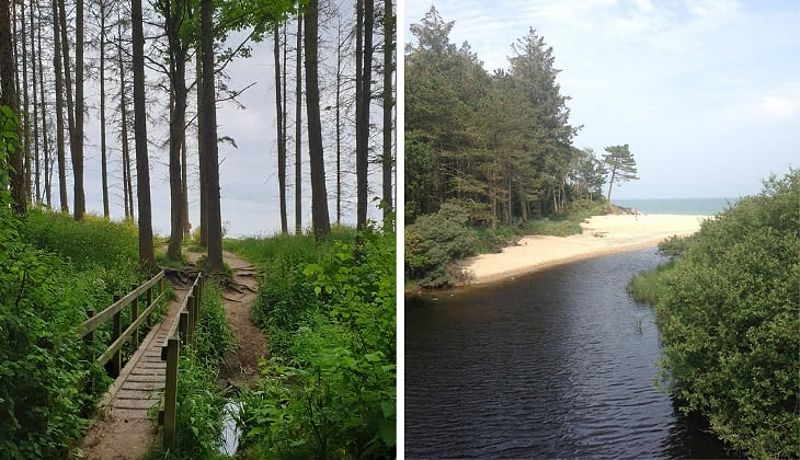 Courtown Woods Wexford