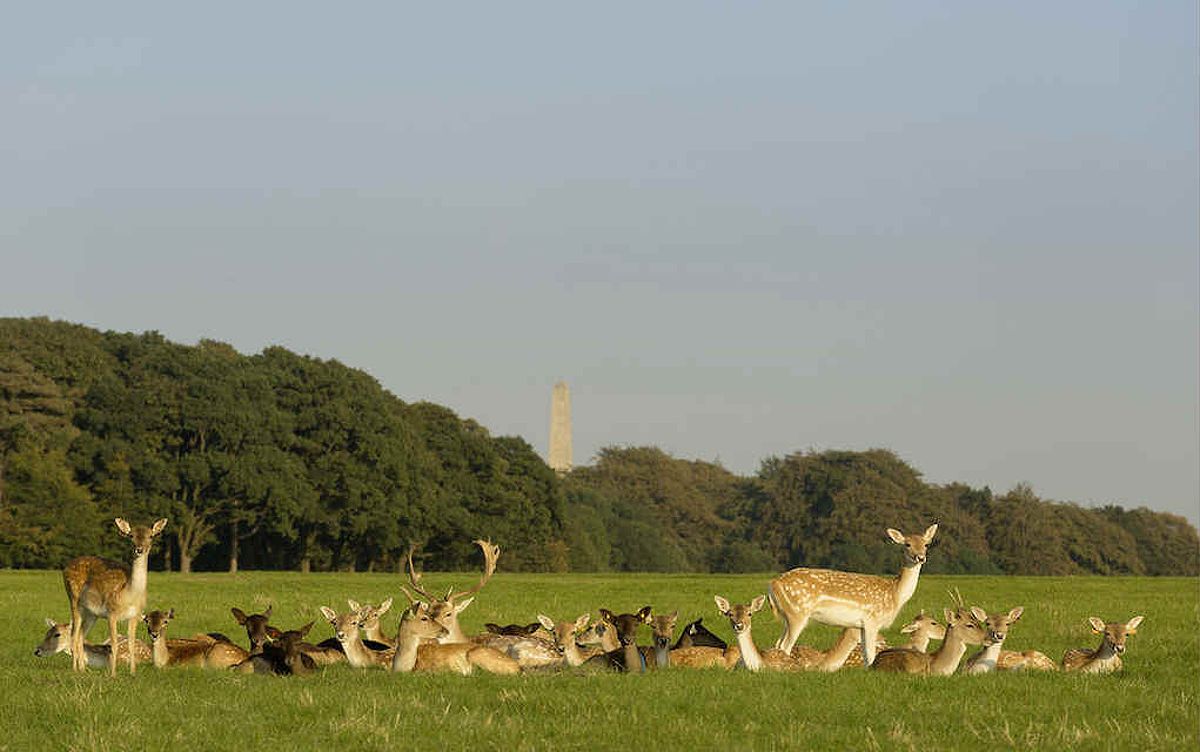 Deer in Phoenix Park Dublin