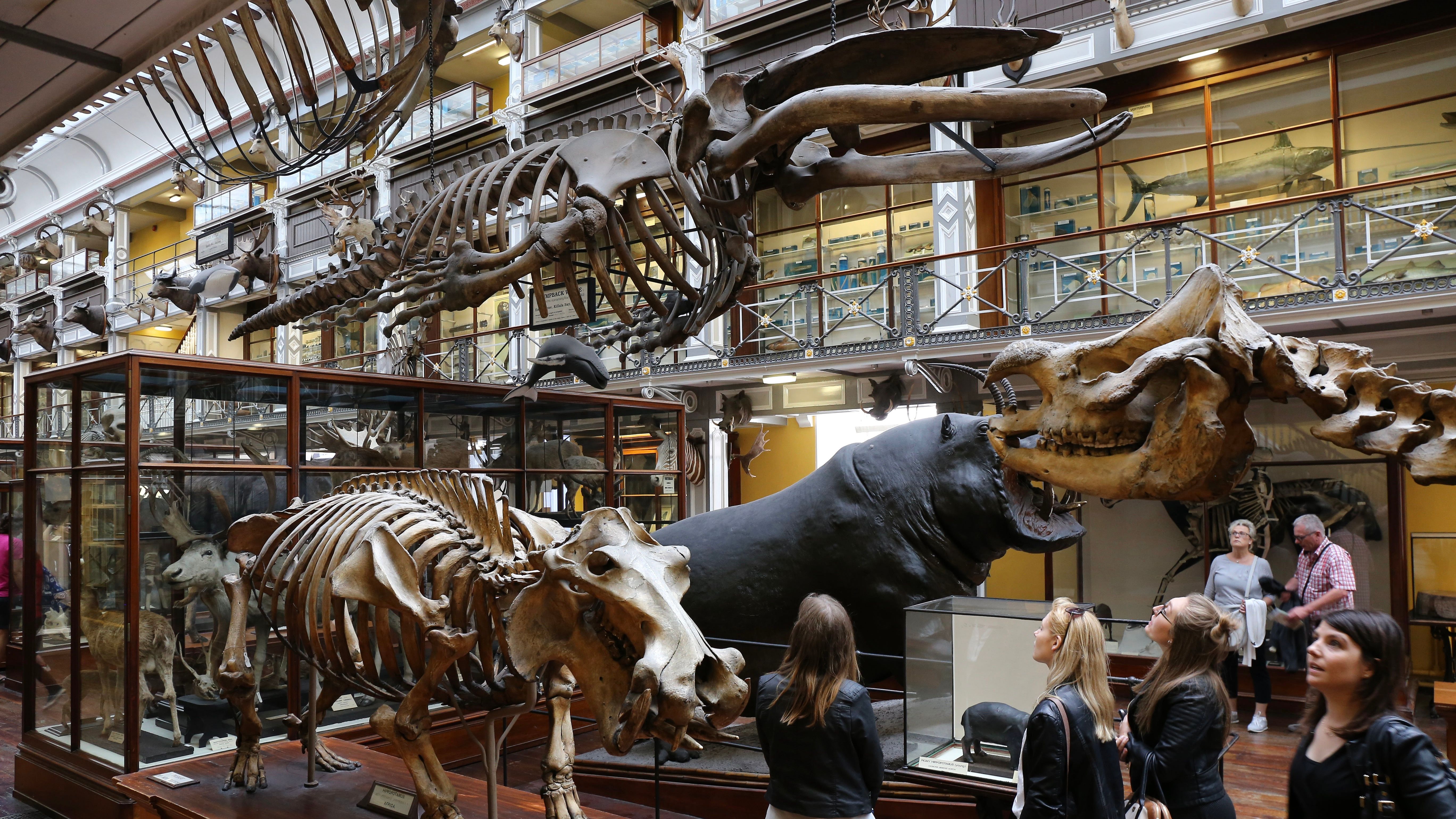 Dinosaur bones and taxidermied animals on display inside the National Museum of Ireland.