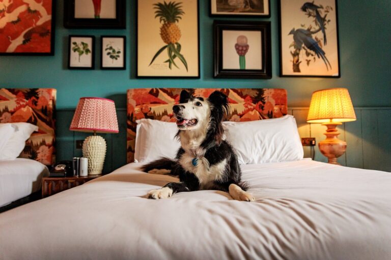 Dog Friendly Accommodation Ireland: Embrace Adventure With Your Furry Companion