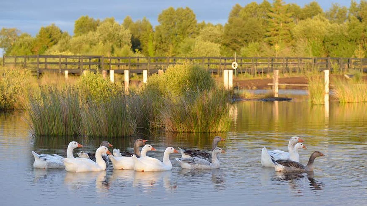 Ducks in a pond at the Lullymore Heritage Discovery Park.