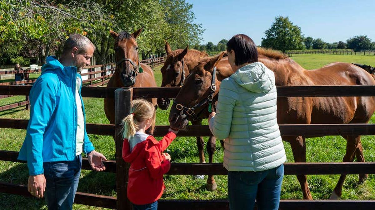 Girl feeding a horse at the Irish National Stud