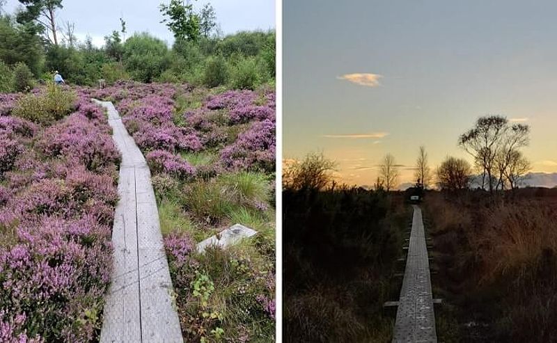 Girley Bog Walk