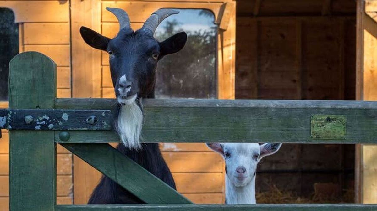 Goats at Lullymore Heritage Park