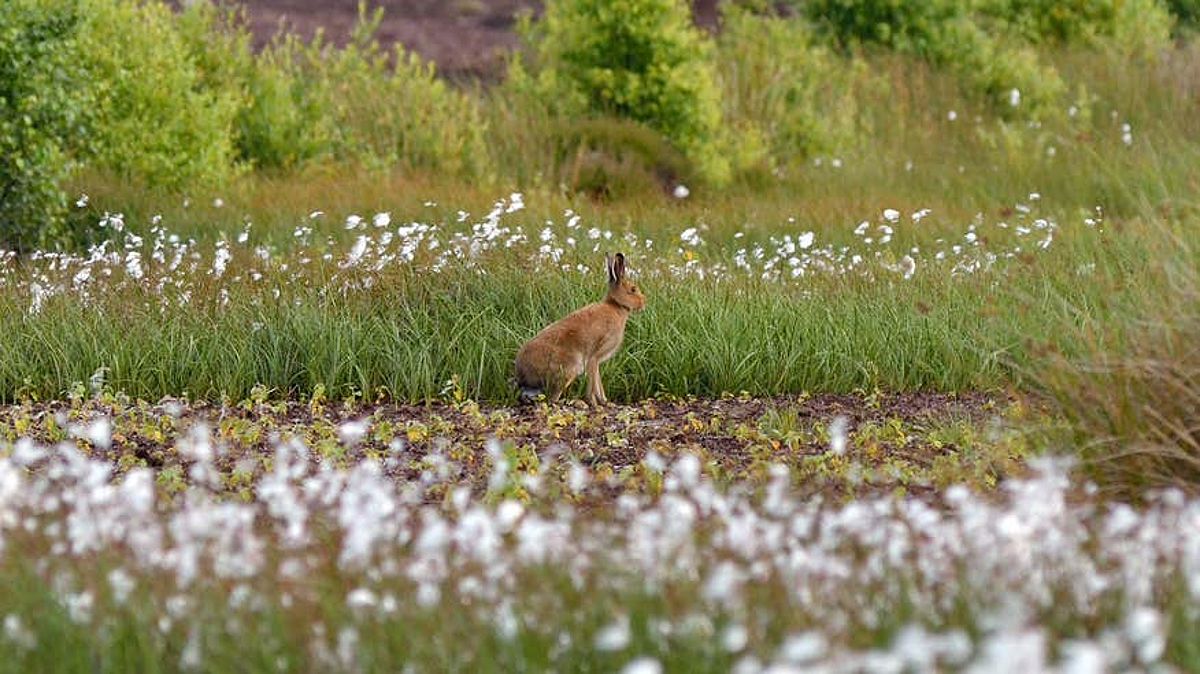 Hare sitting in the peatland in Kildare