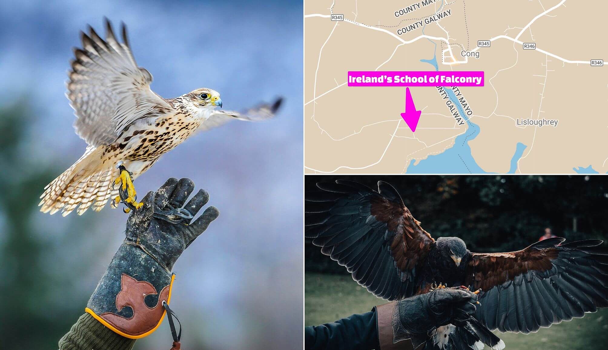 Ireland's School of Falconry