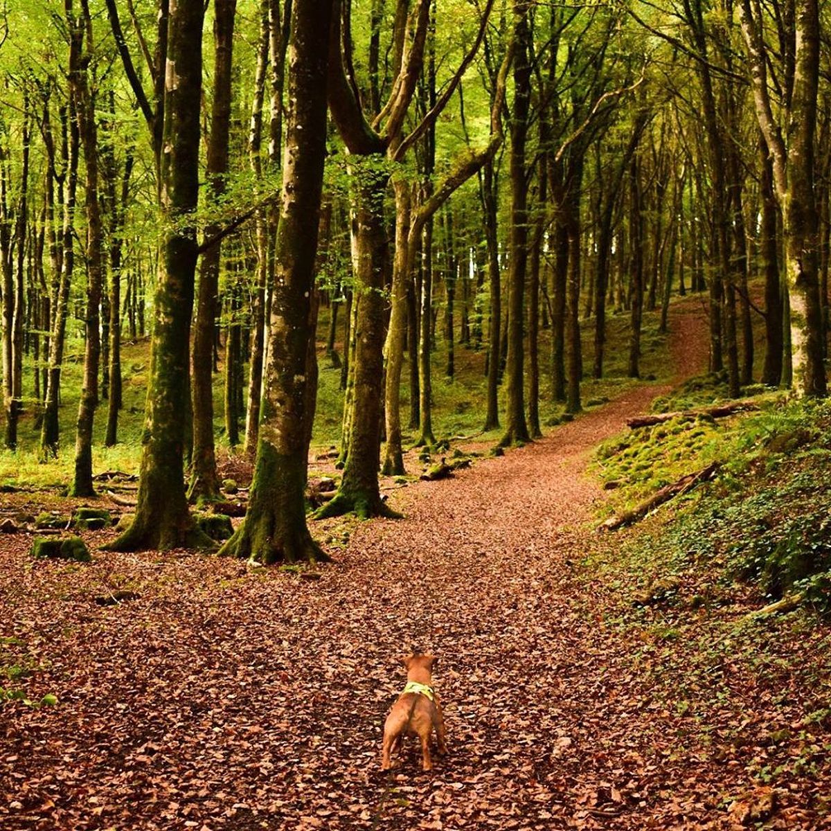 Looking a breath of fresh air, check out Mullaghmeen Forest.