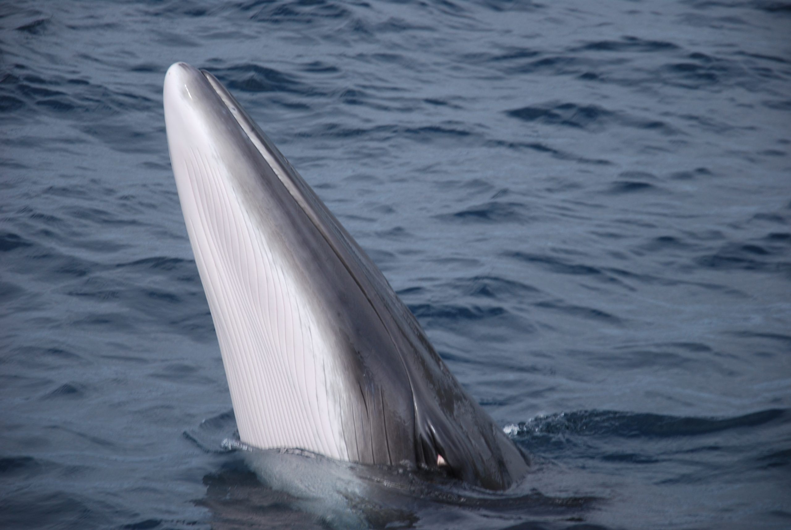 Minke Whale off Great Blasket Island