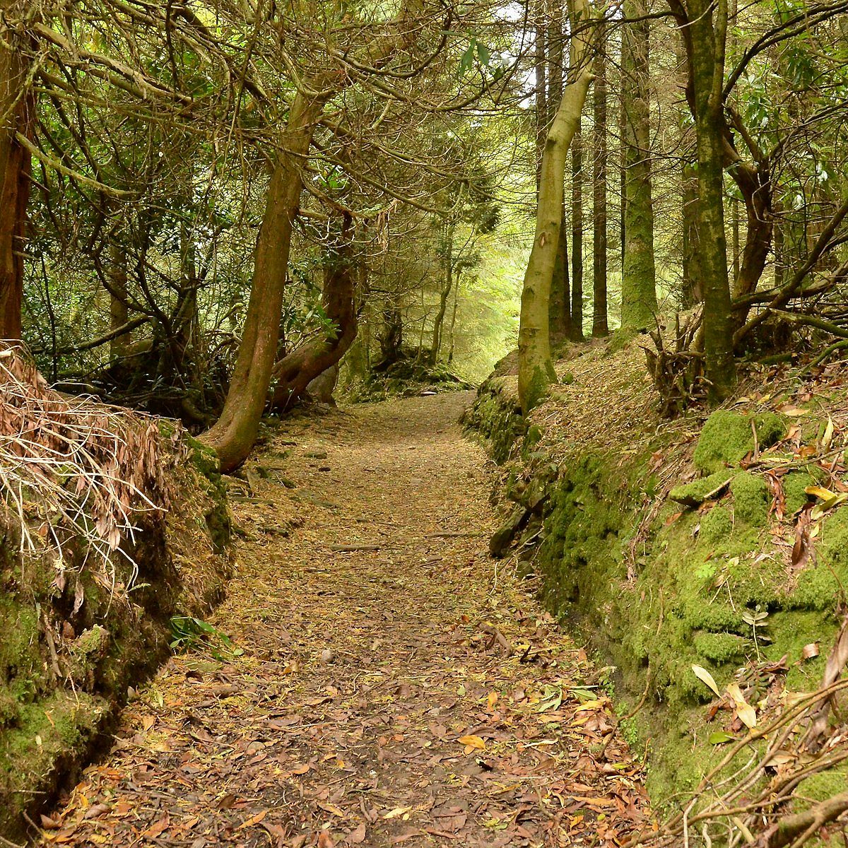 Mossy and leafy forest floor in Slieve Bloom Mountains