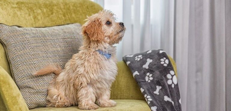 Pawsitively Perfect: Discovering Dublin’s Premier Dog-friendly Hotels