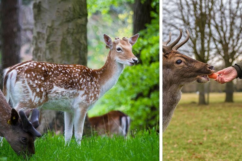 Phoenix Park