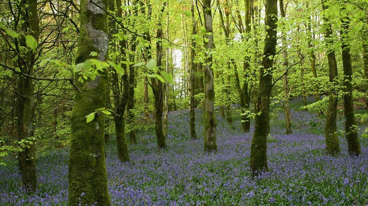 Purple flowers and trees with green leaves in Rossmore Forest Park, Monaghan