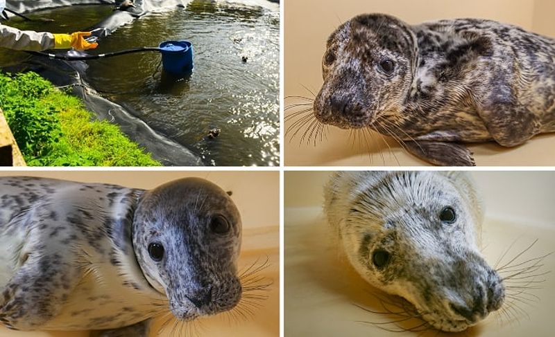 Seal Rescue Ireland Visitor Centre