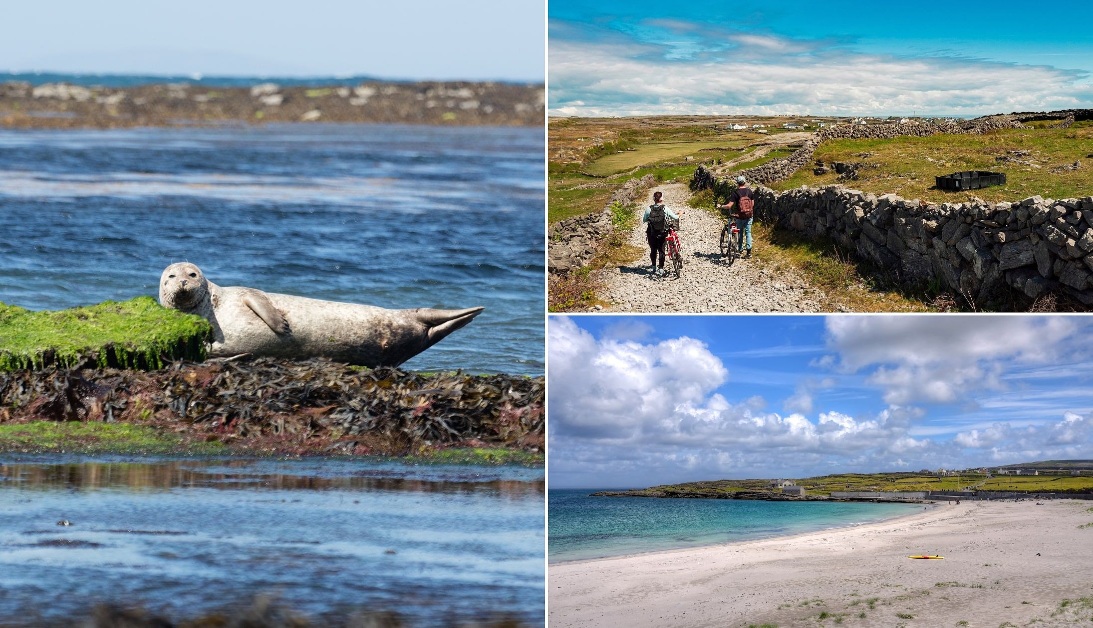 Seals basking on rocks near Inis Mór