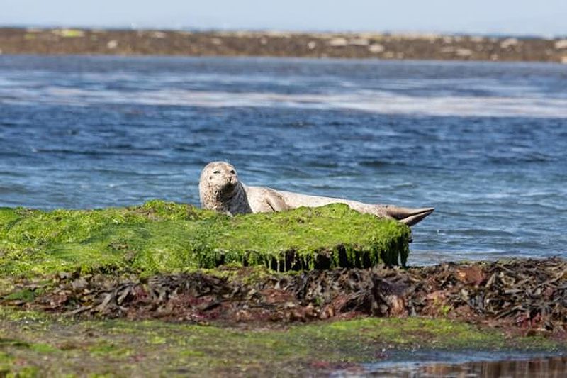 Seals basking on the rocks