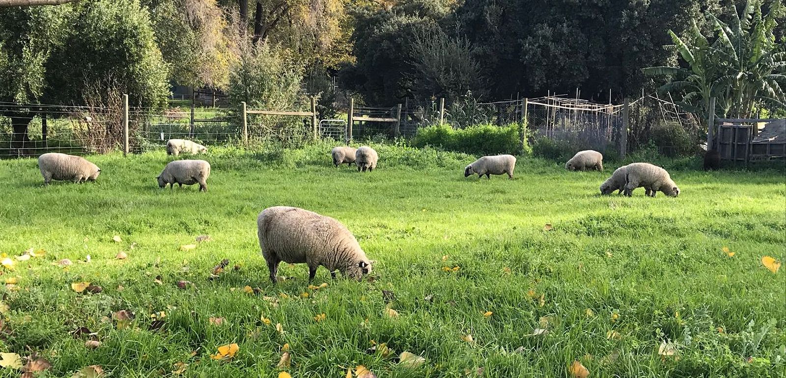 Sheep field