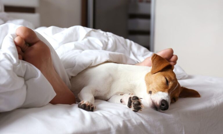 The Ultimate Guide To Finding Hotels That Accept Dogs