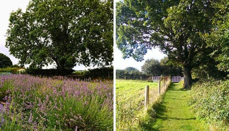 Wexford Lavender Farm