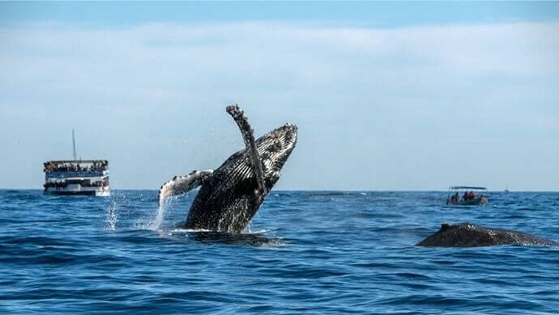 Whale watching near Skibbereen