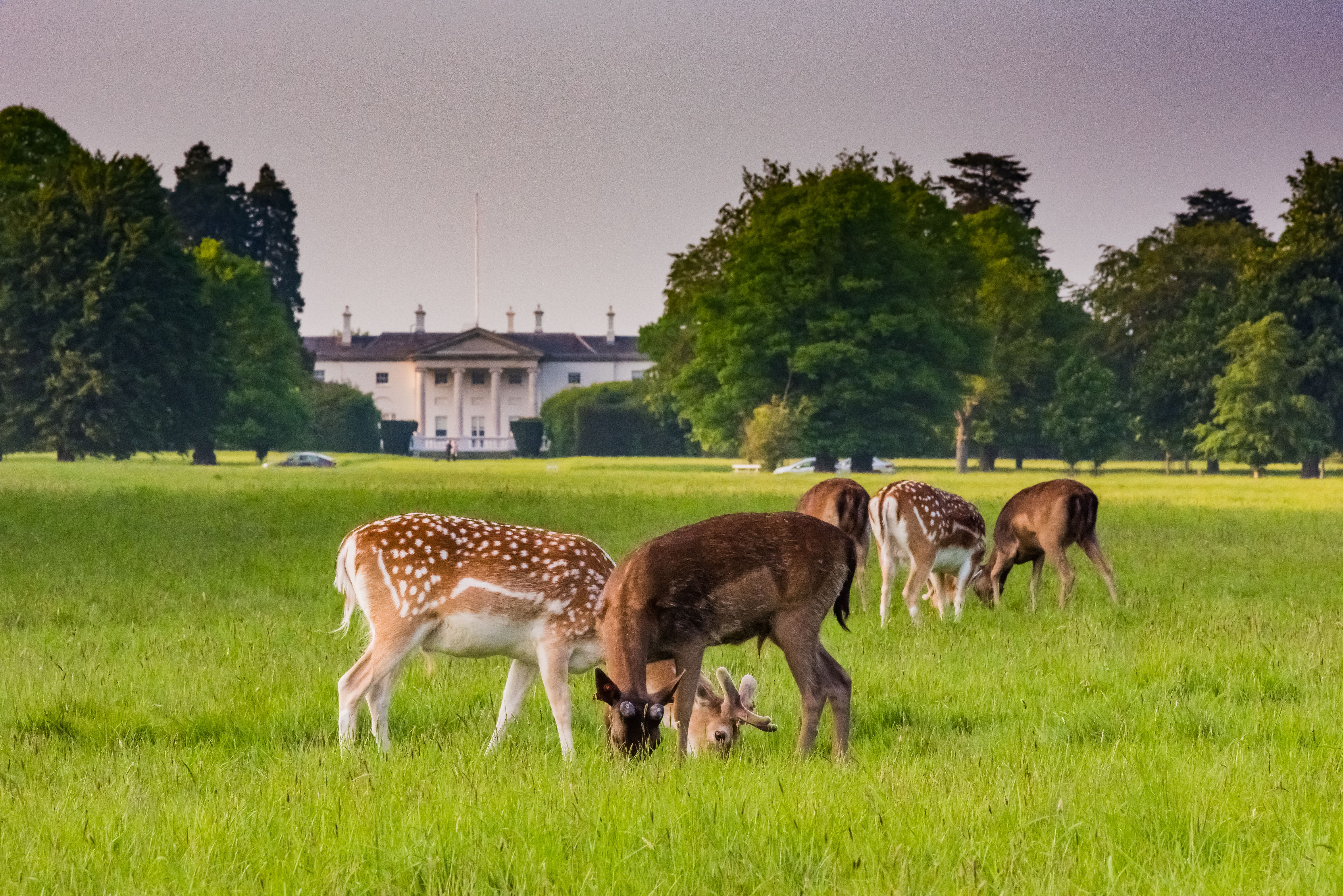 Wild deer grazing in Phoenix Park, with the President of Ireland’s home in the background.