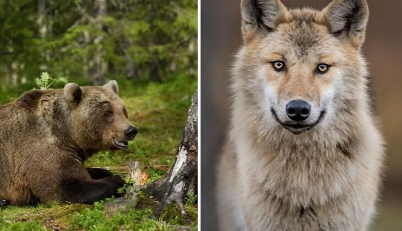 Wild Ireland Animal Sanctuary