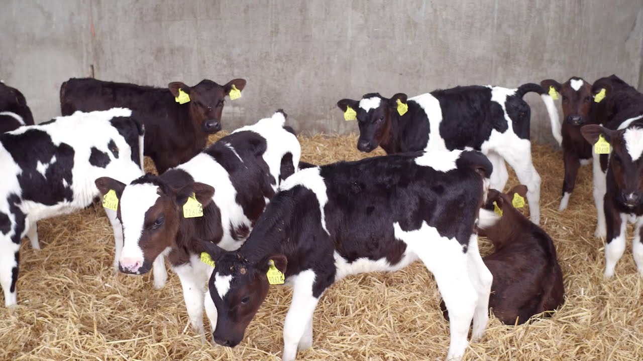 Discovering the Co. Louth Agricultural Show Experience