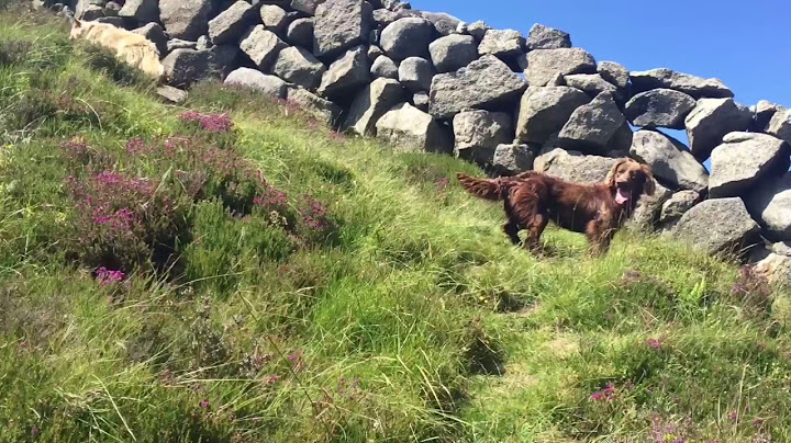 Experience the Thrill of the Wee Binnian Walking Festival